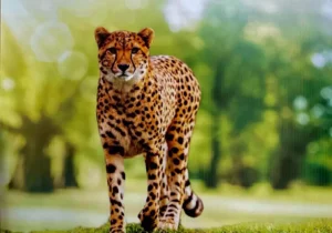 Modi Over Cheetah-Politics